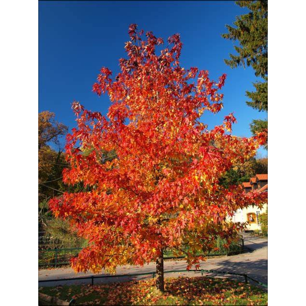 ACER 'AUTUMN BLAZE'