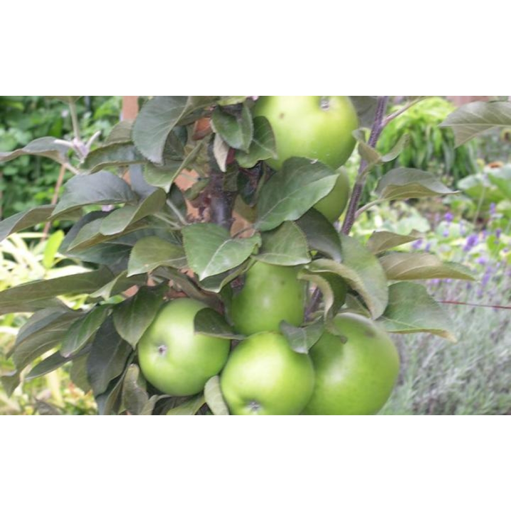 APPLE 'BALLERINA BOLERO'