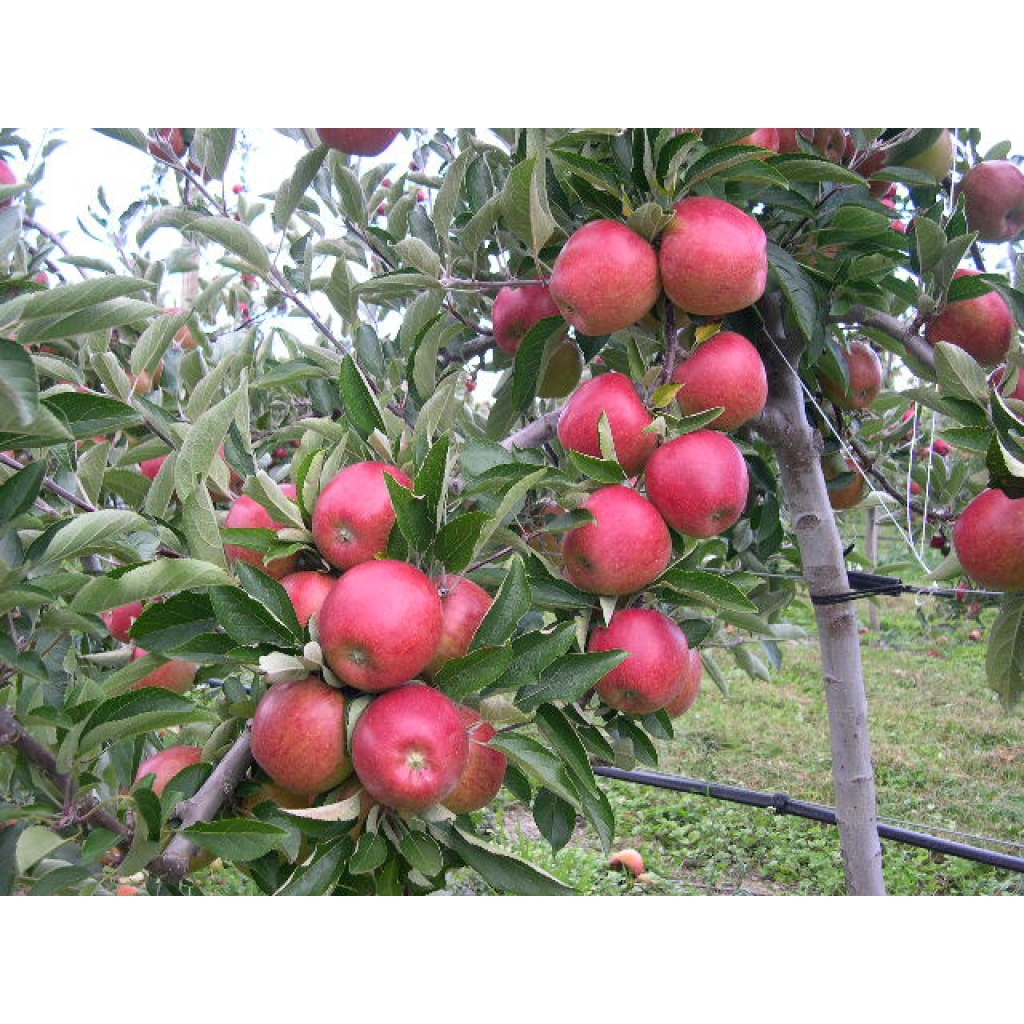 APPLE DBL ROYAL GALA+BRAEBURN