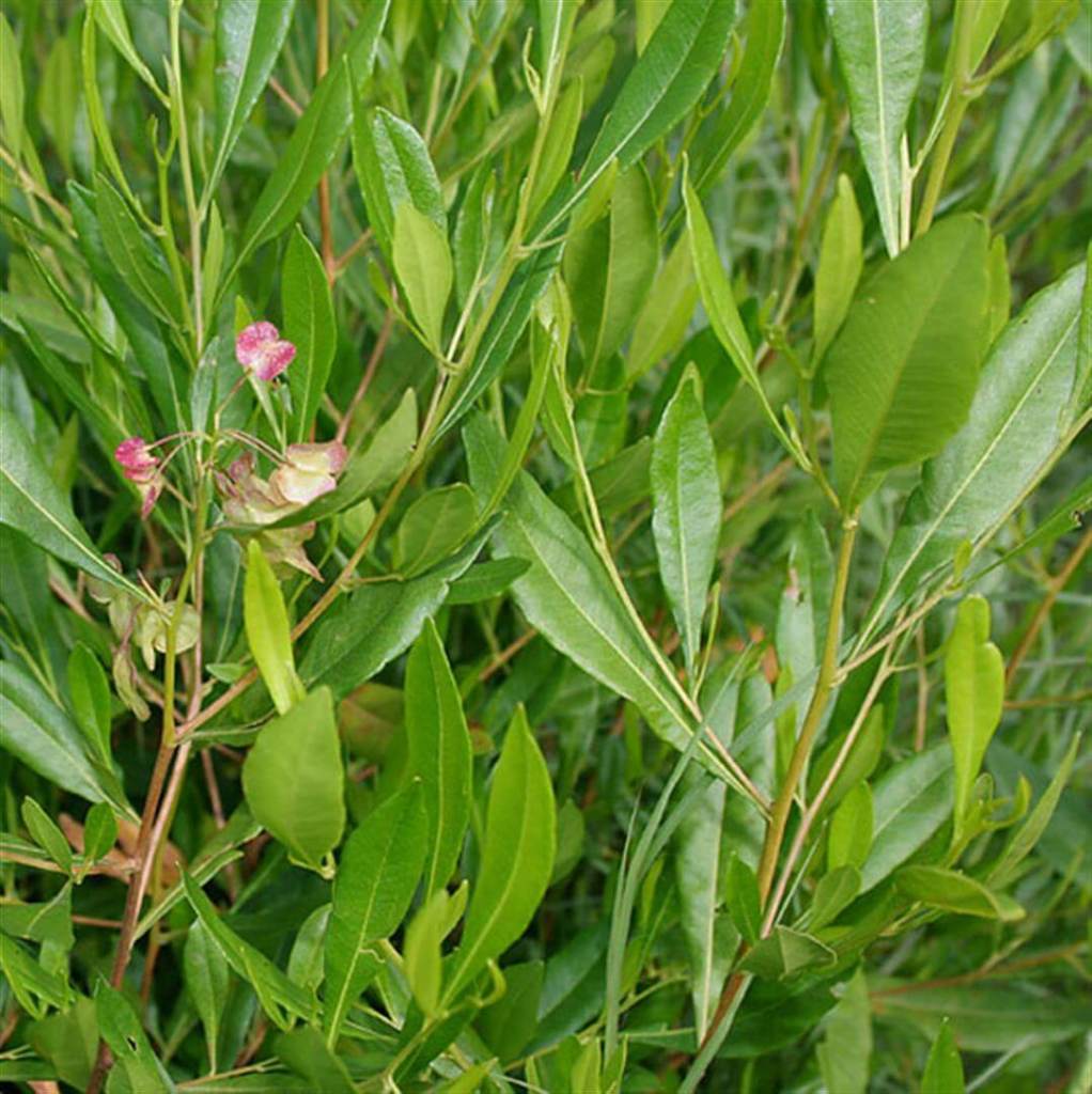 DODONAEA VISCOSA