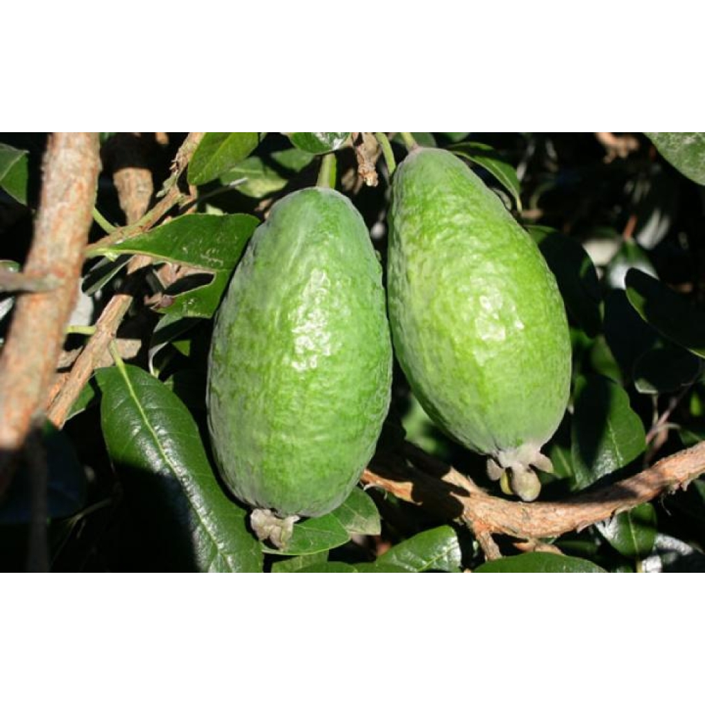 FEIJOA 'APOLLO'