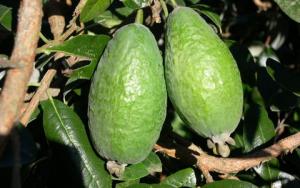 FEIJOA 'APOLLO'