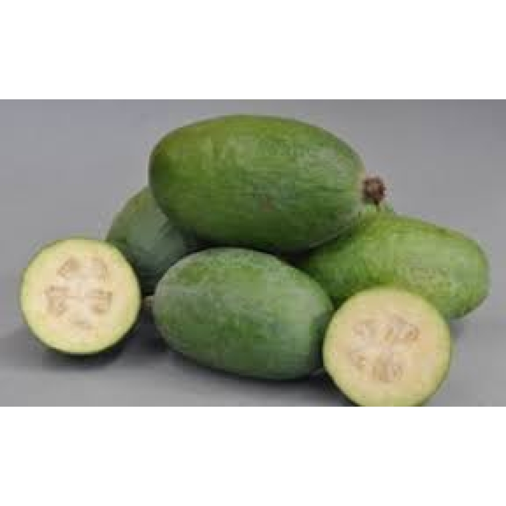 FEIJOA 'MAMMOTH'