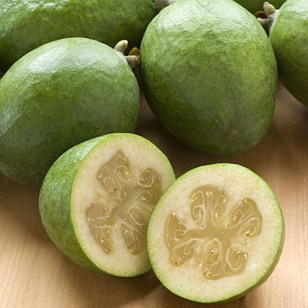 FEIJOA 'OPAL STAR'
