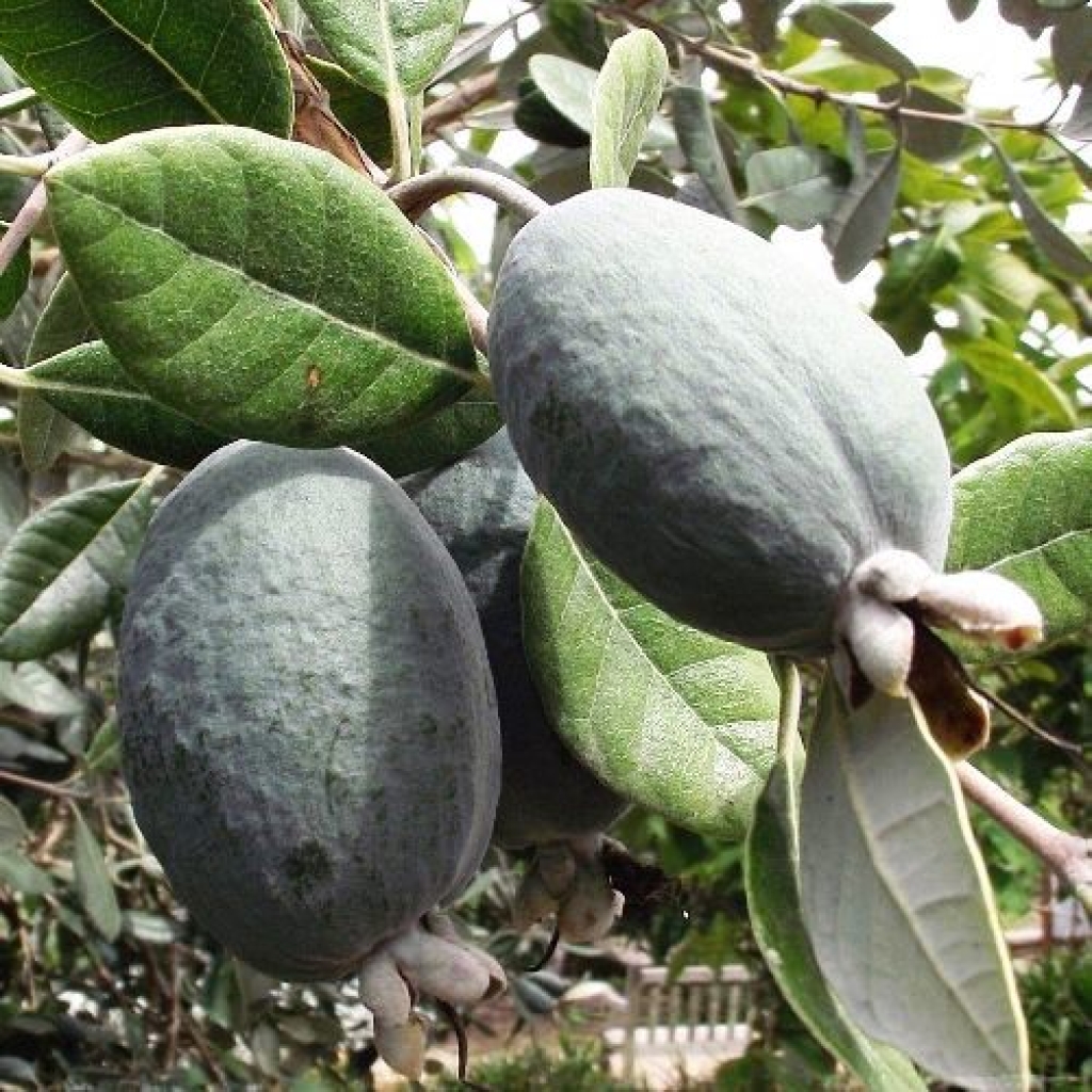 FEIJOA 'TRIUMPH'