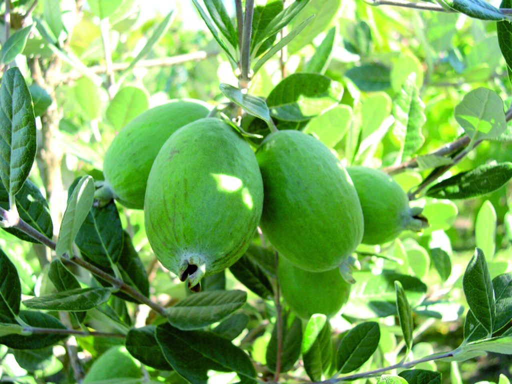 FEIJOA 'UNIQUE'