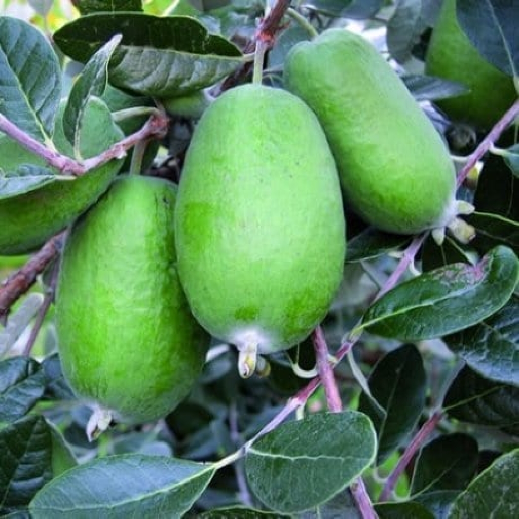 FEIJOA 'WIKI TU' PVR