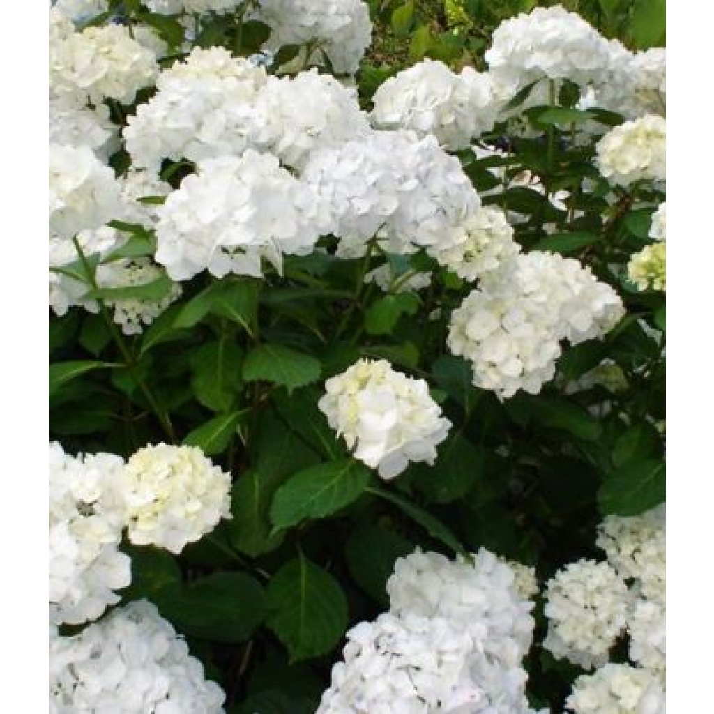 HYDRANGEA 'BRIDAL BOUQUET'