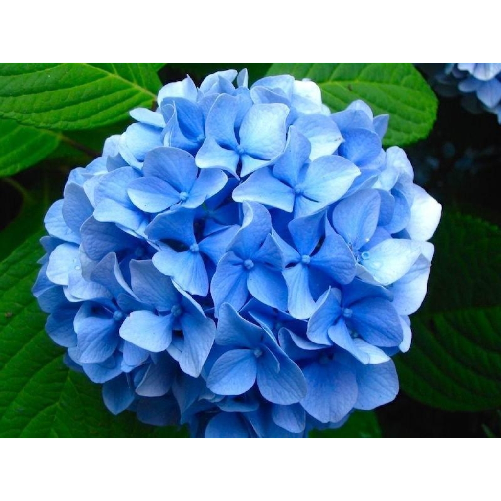 HYDRANGEA 'MATHILDA GUTGES'