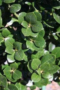 ILEX 'LARGO'