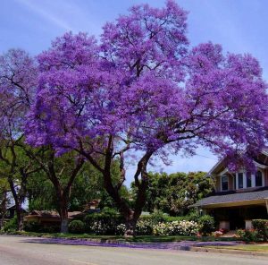JACARANDA MIMOSIFOLIA