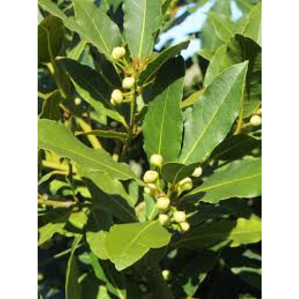LAURUS NOBILIS