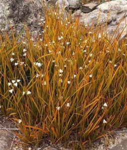 LIBERTIA PEREGRINANS