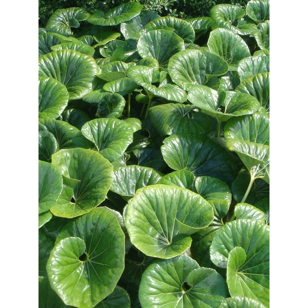 LIGULARIA RENIFORMIS