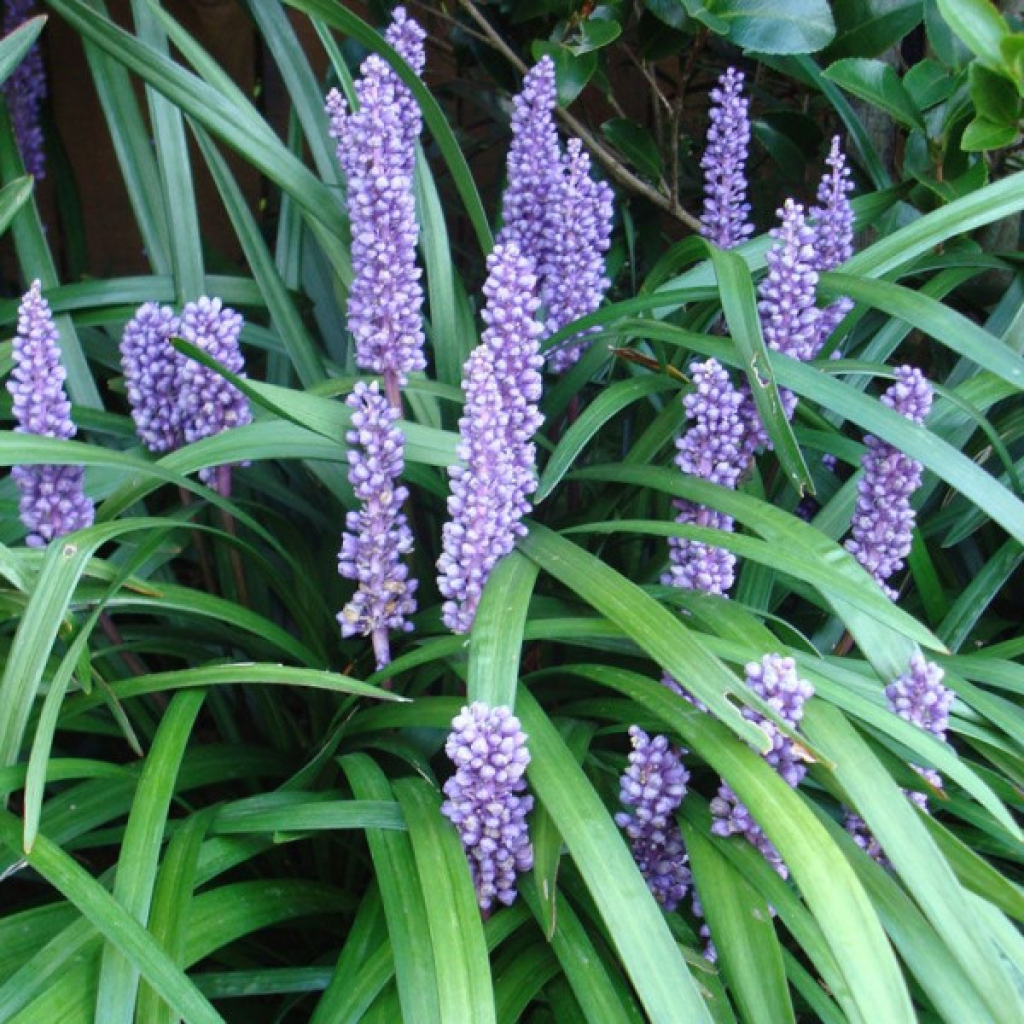 LIRIOPE MUSCARI 'ROYAL PURPLE'