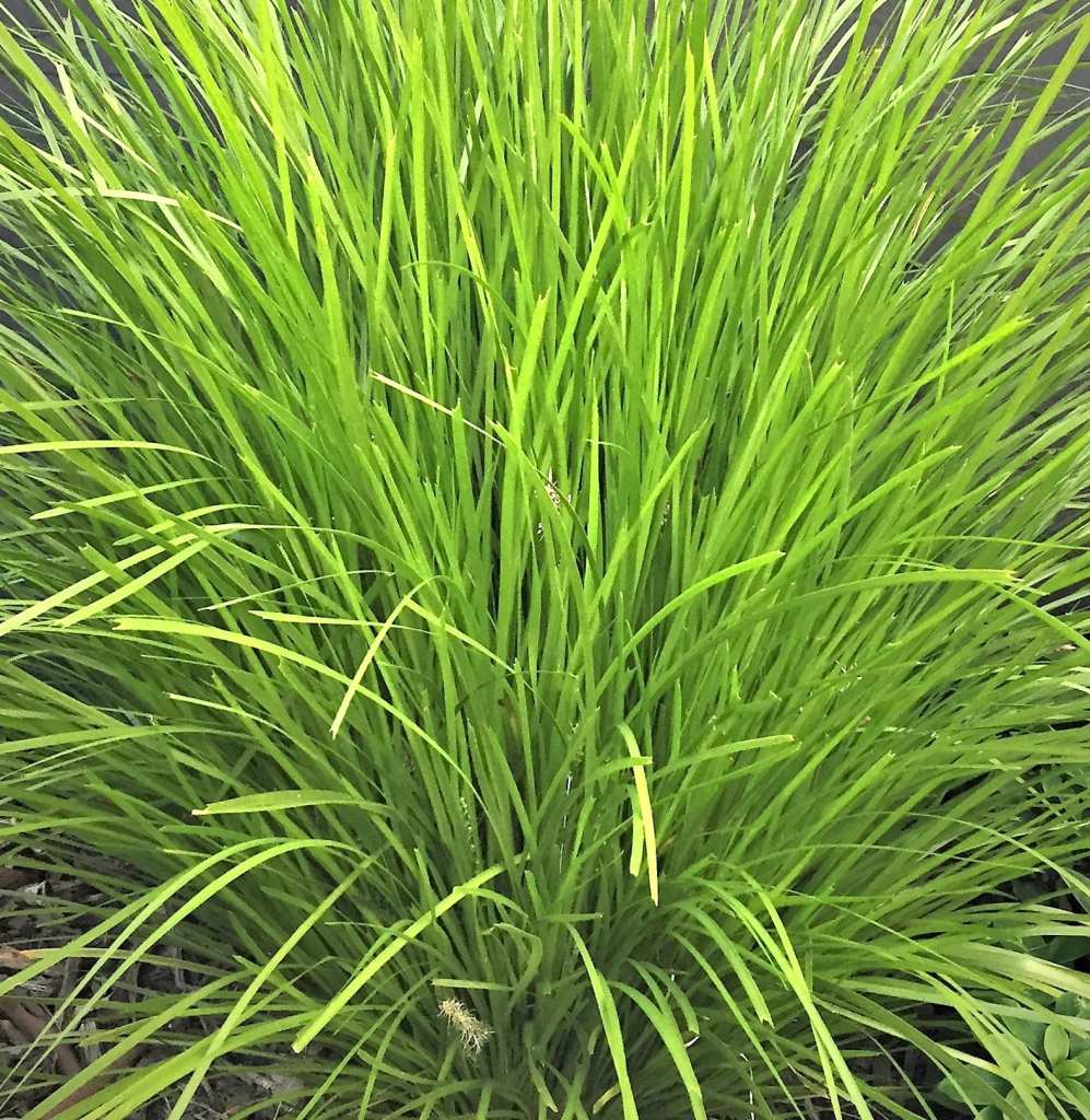 LOMANDRA 'LIME TUFF'