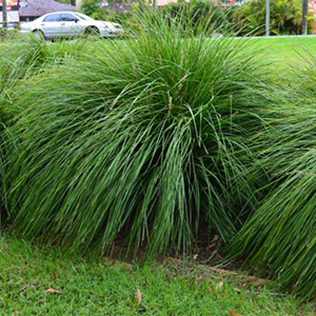 LOMANDRA 'TANIKA' PVR