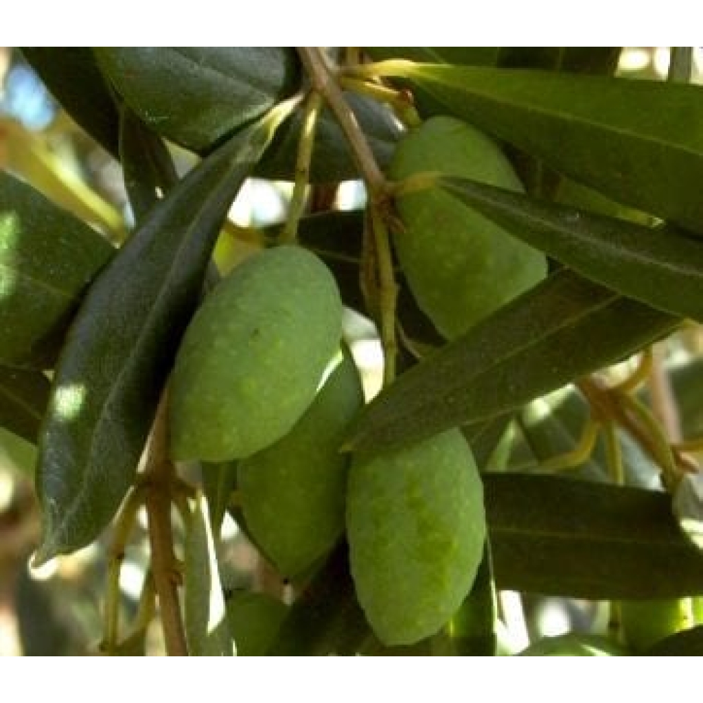 MACADAMIA 'BEAUMONT'