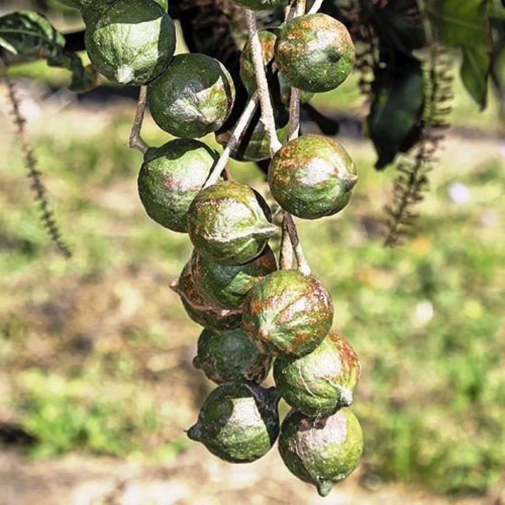 MACADAMIA 'MAROOCHY'.