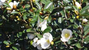 MICHELIA YUNNANENSIS