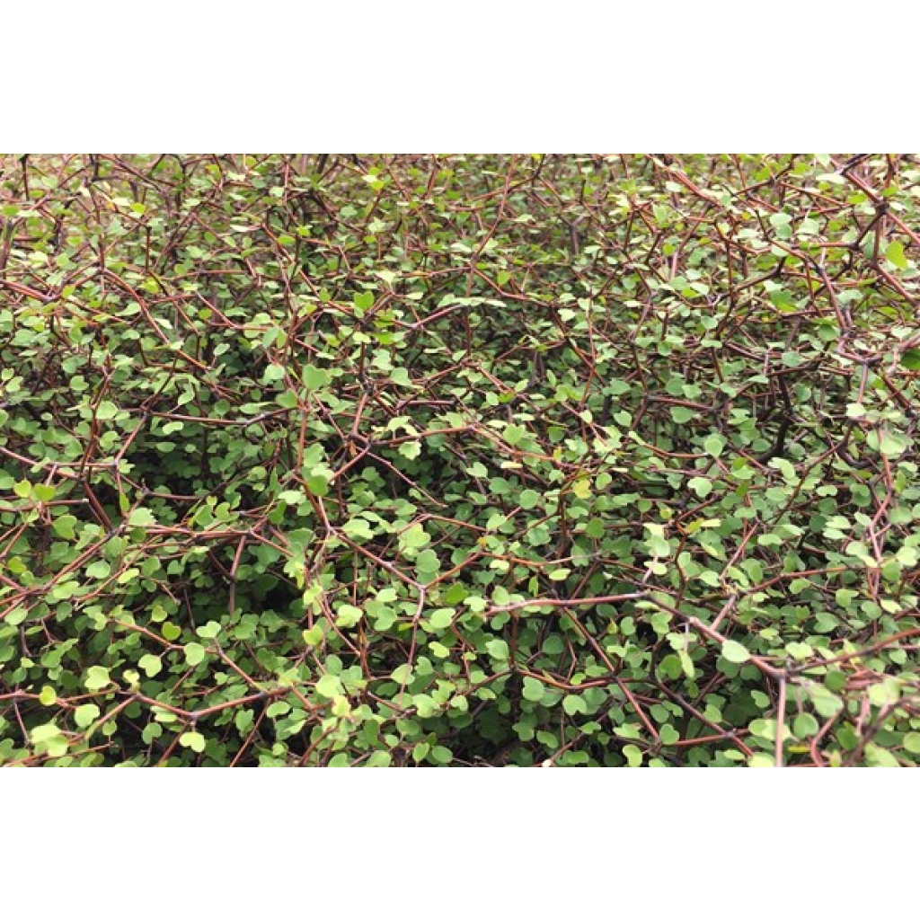 MUEHLENBECKIA ASTONII