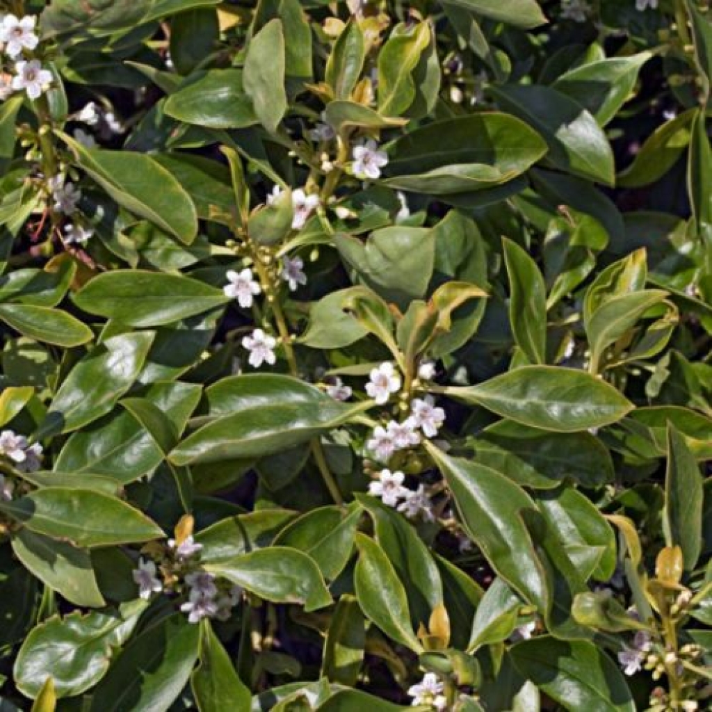 MYOPORUM LAETUM