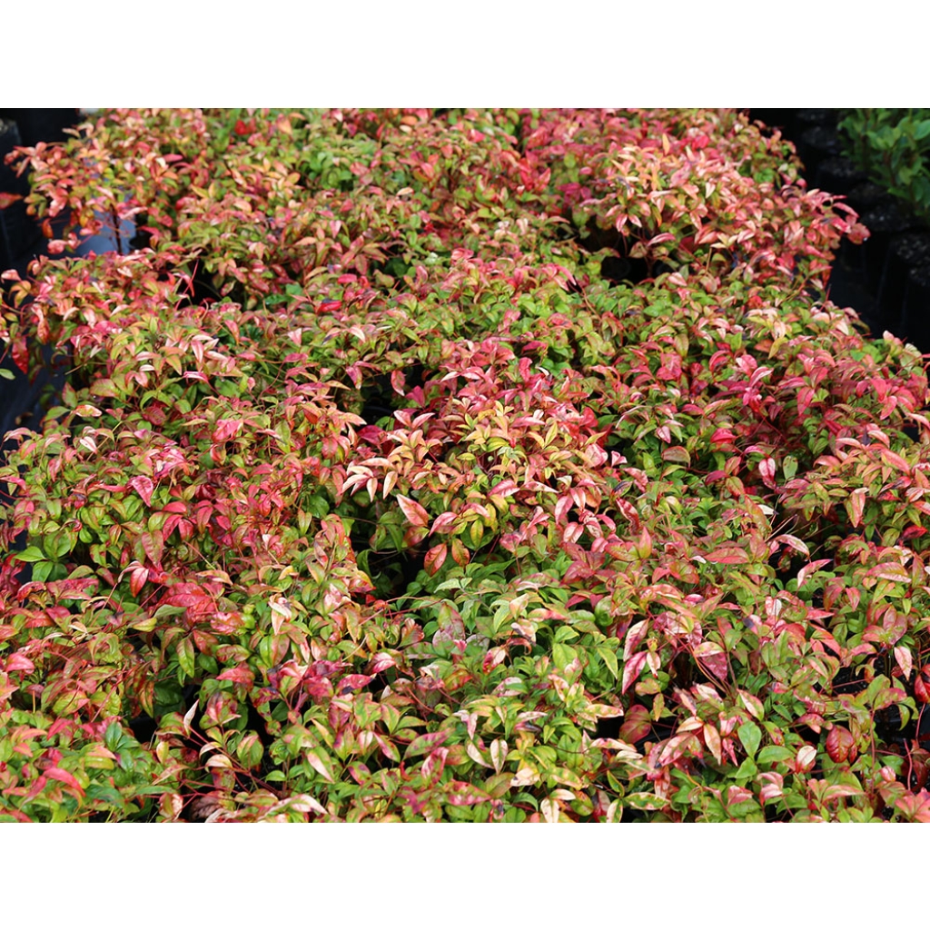 NANDINA 'FIREPOWER'