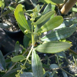 OLIVE 'J5'
