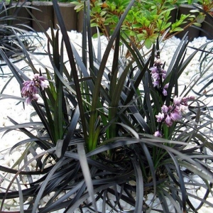 OPHIOPOGON 'BLACK DRAGON'