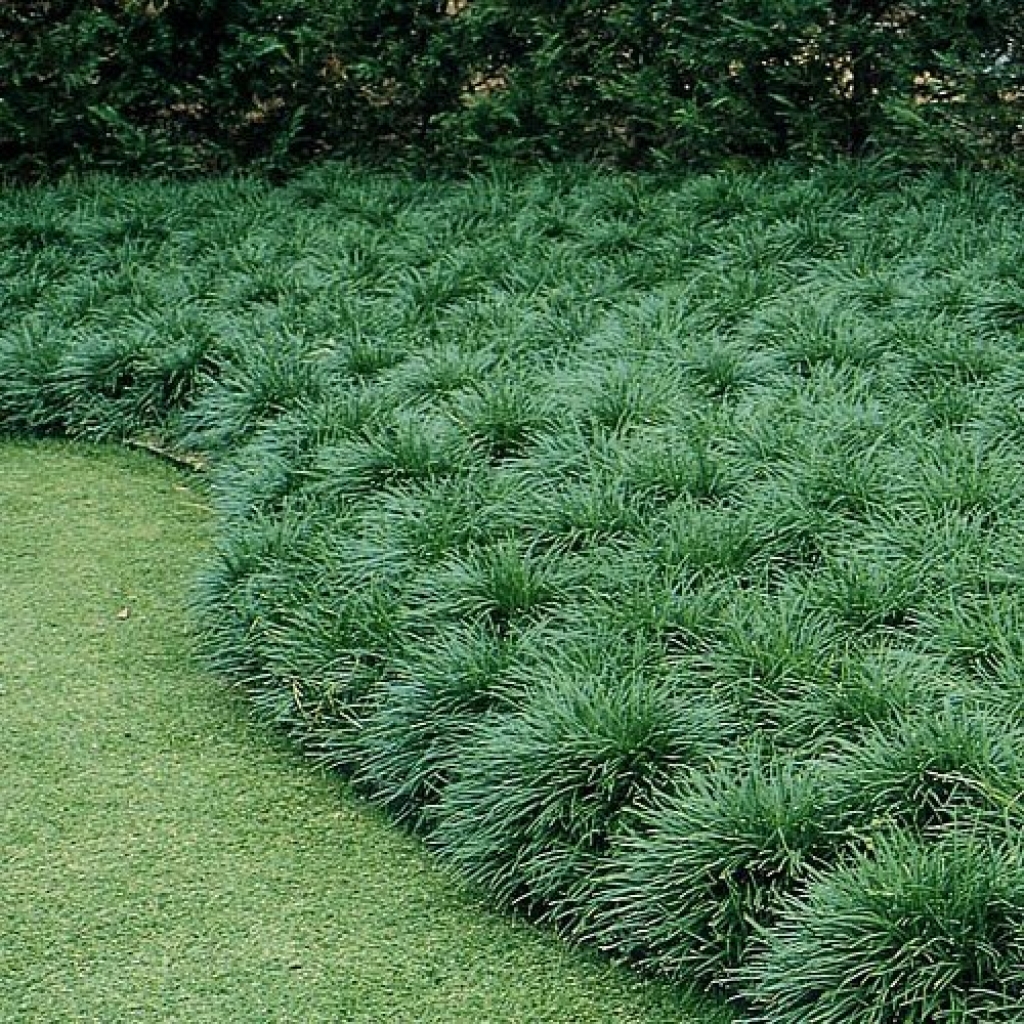 OPHIOPOGON JAPONICUS