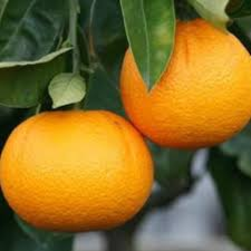 ORANGE 'HARWOOD LATE'