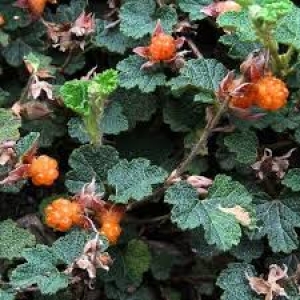 ORANGEBERRY