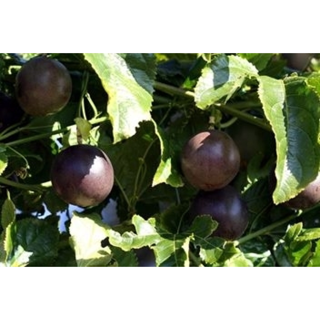 PASSIONFRUIT 'BLACK BEAUTY'