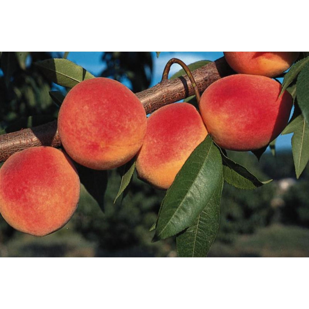 PEACH 'RED HAVEN'