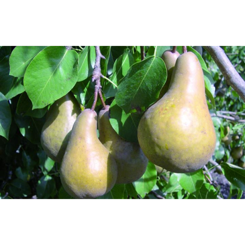 PEAR 'BEURRE BOSC'