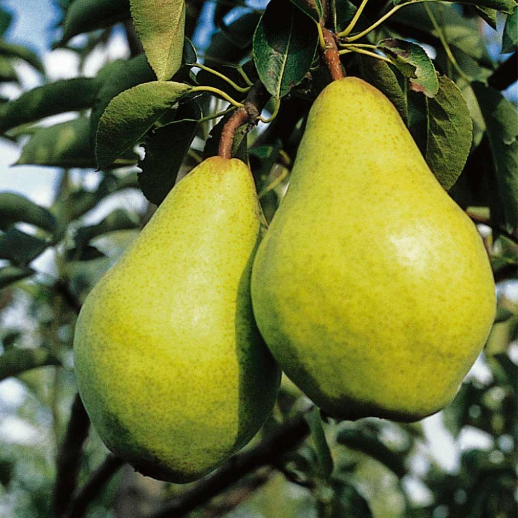 PEAR 'WILLIAM BON CRETIAN'