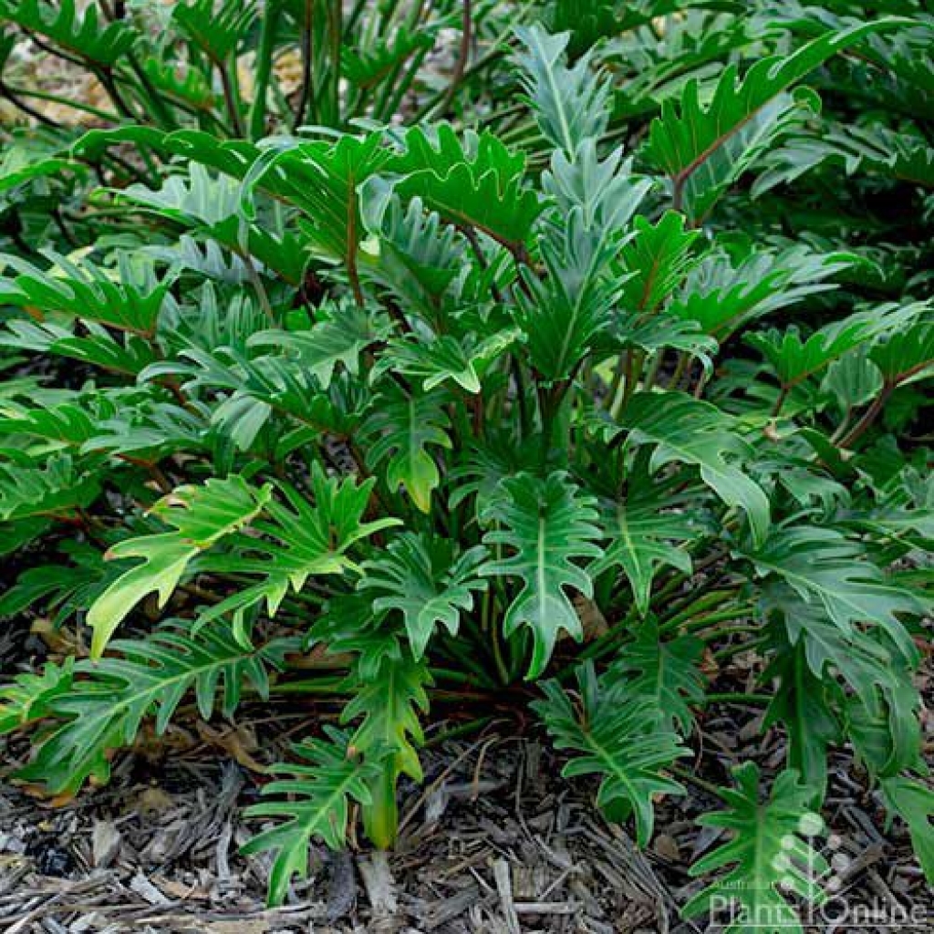 PHILODENDRON 'XANADU'