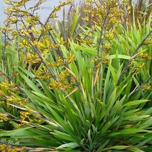 PHORMIUM COOKIANUM