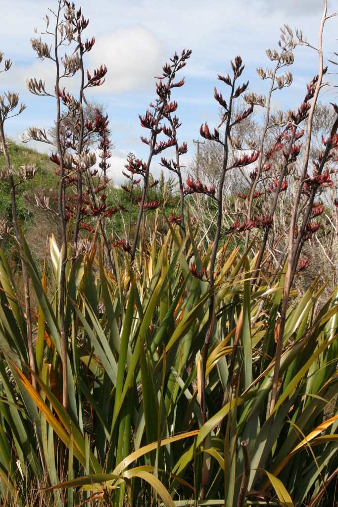 PHORMIUM TENAX