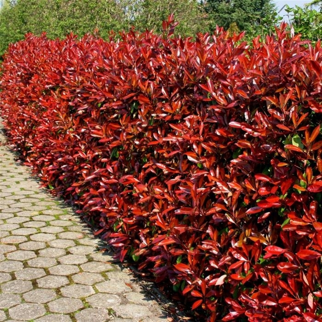 PHOTINIA 'RED ROBIN'