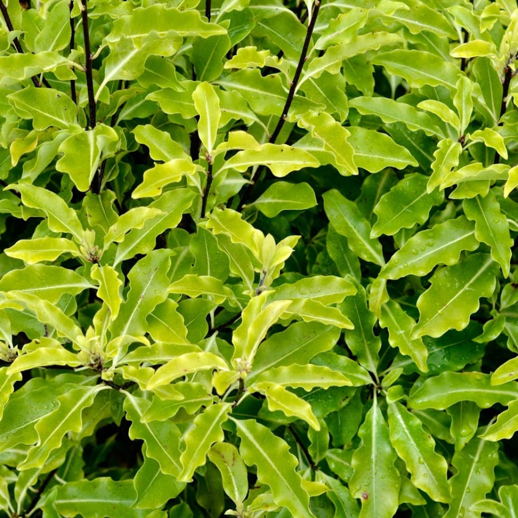 PITTOSPORUM EUGENIOIDES