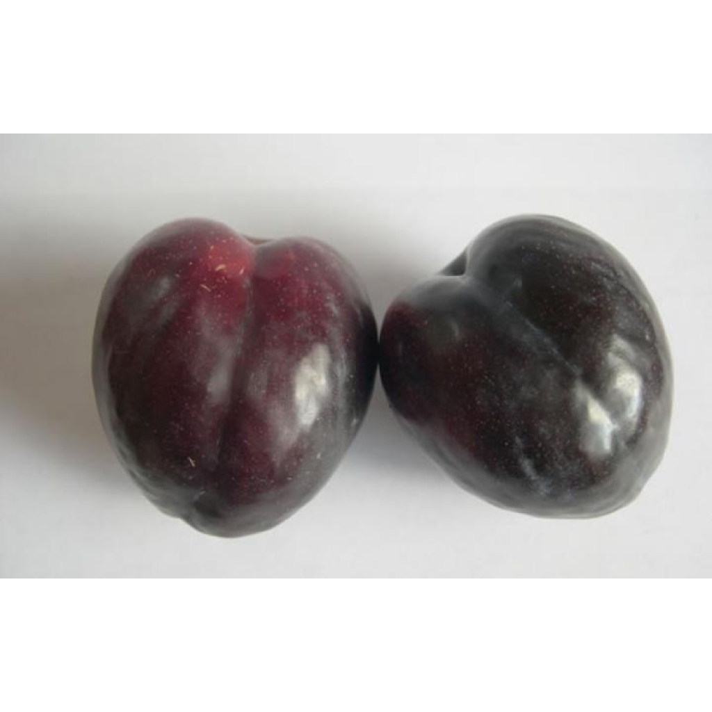 PLUM 'BLACK DORIS'