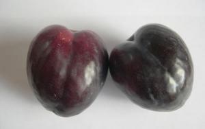 PLUM 'BLACK DORIS'