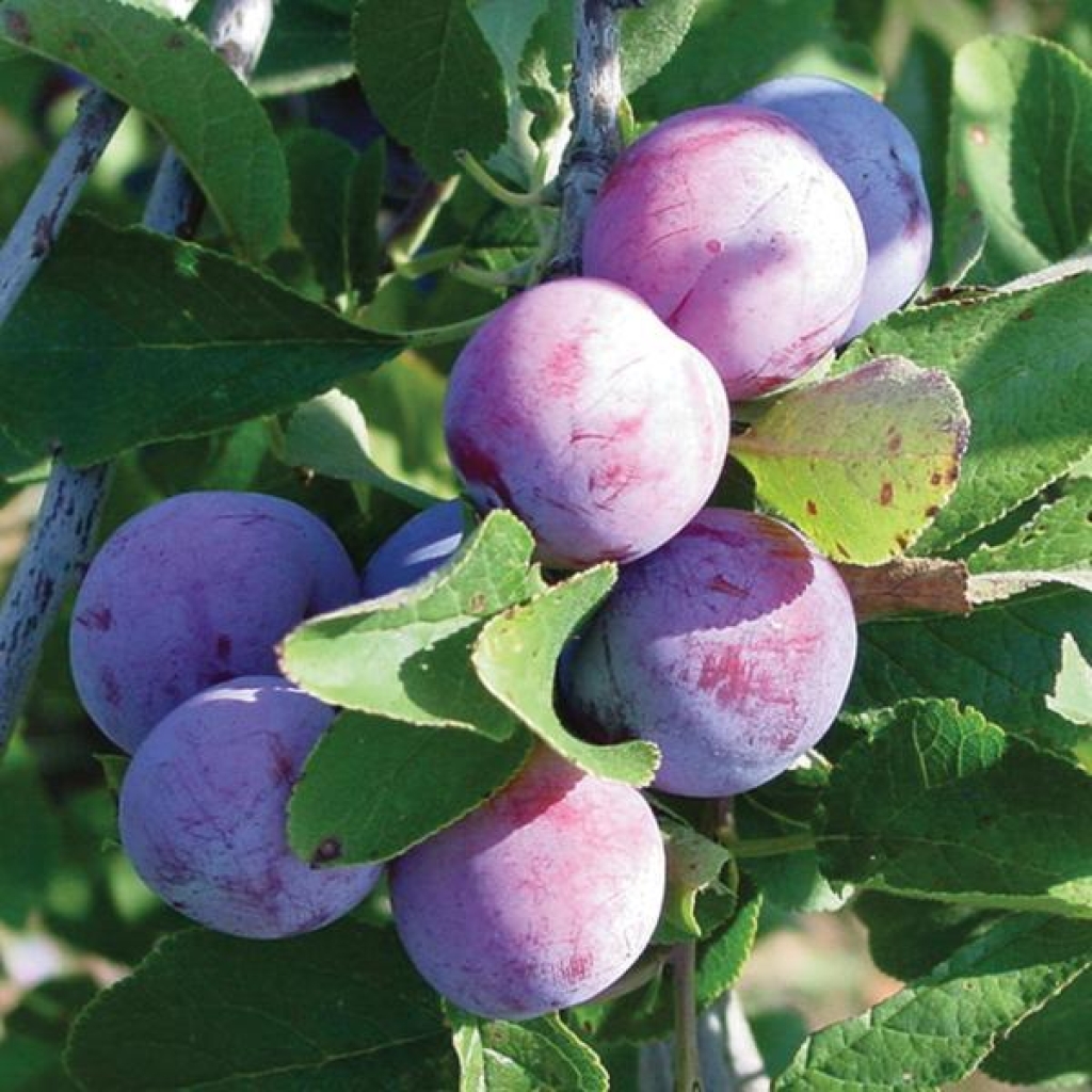 PLUM 'DAMSON'