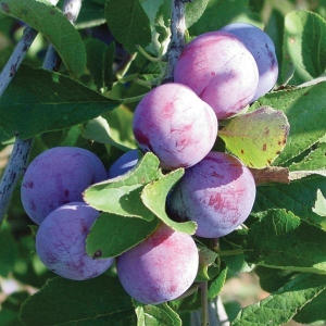PLUM 'DAMSON'