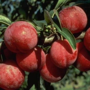 PLUM 'SATSUMA'