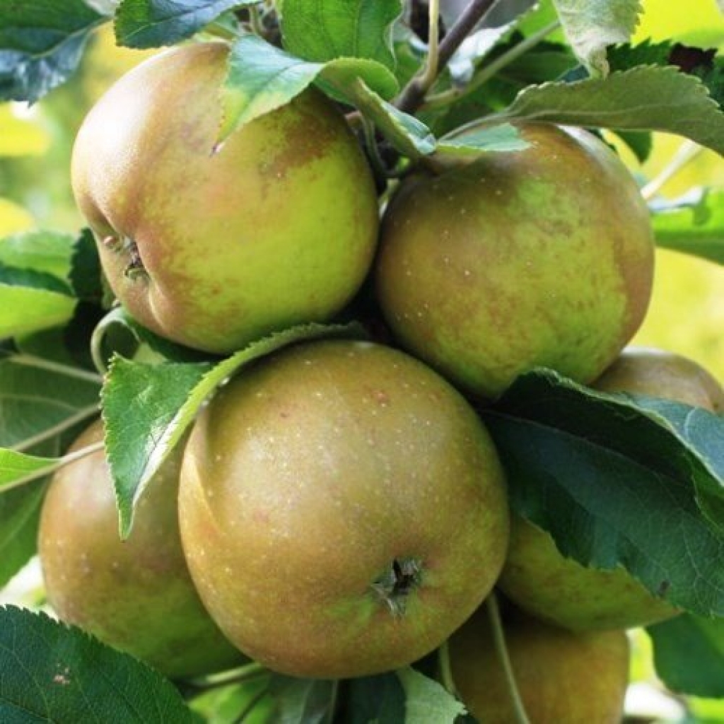 APPLE 'EGREMONT RUSSET' MM106