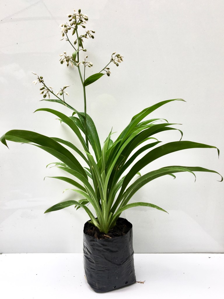 ARTHROPODIUM CIRRATUM