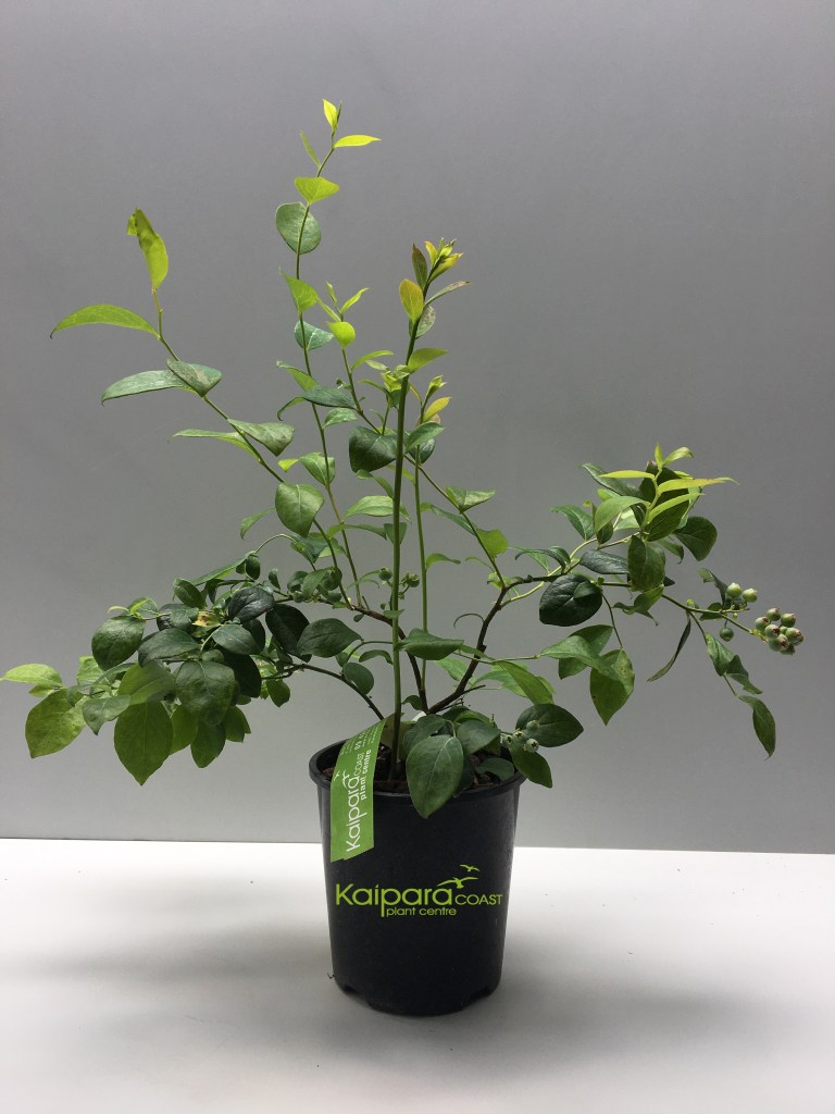 BLUEBERRY 'TASTY BLUE' (TM)