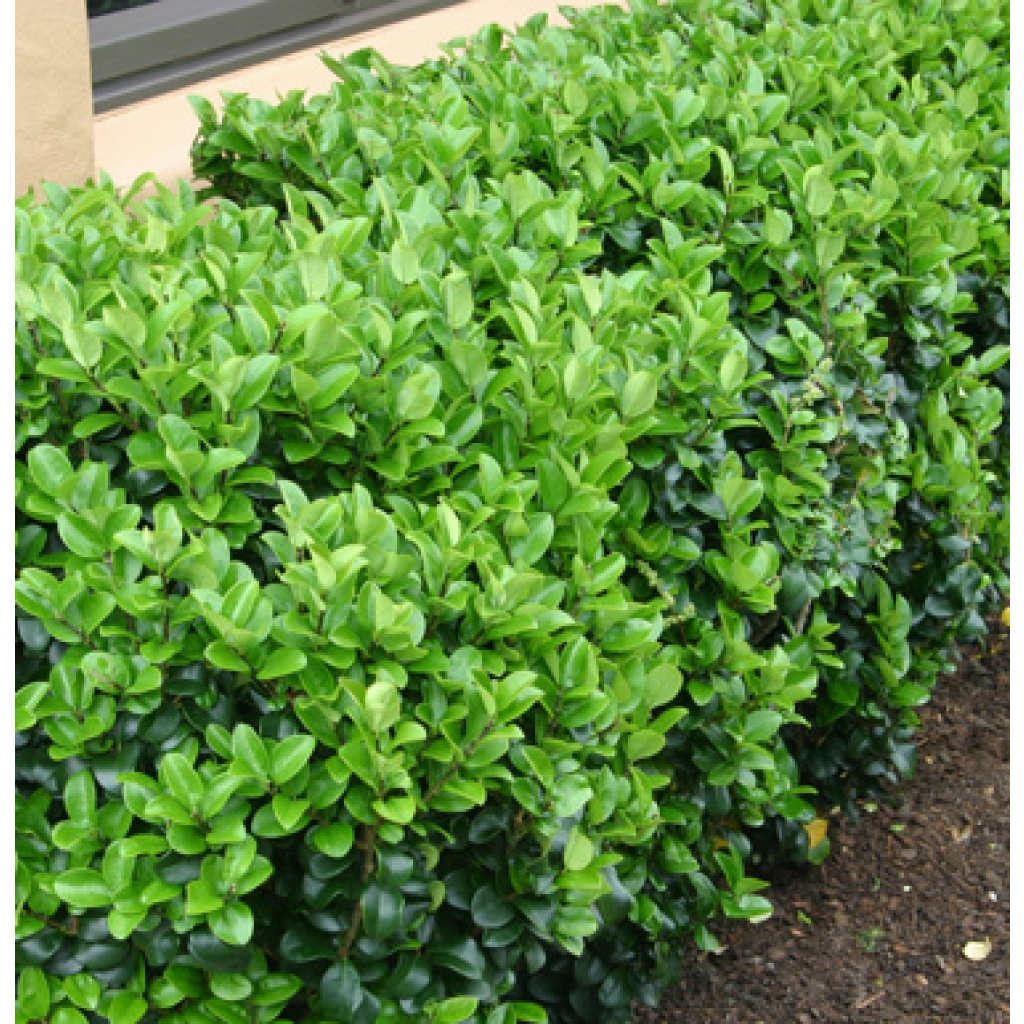 BUXUS 'GREEN GEM'